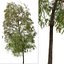 Set de Escobilla llorona o Árbol Melaleuca viminalis - 2 Árboles