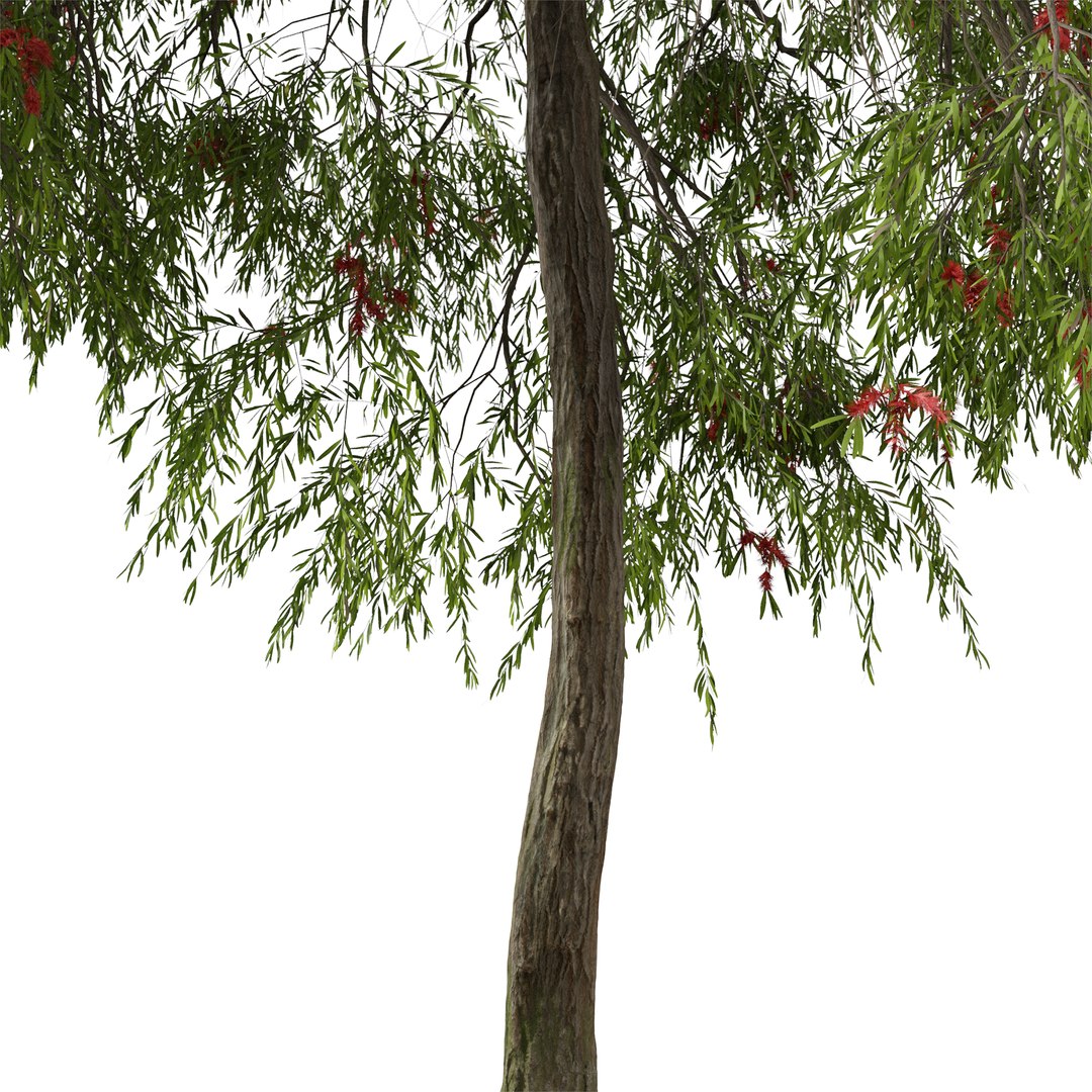 3D Set of Weeping bottlebrush or Melaleuca viminalis Tree - 2 Trees https://p.turbosquid.com/ts-thumb/1T/oYVsD4/ZQ/weepingbottlebrush3/png/1668353198/1920x1080/fit_q87/b3a8aedb41cc190e8f5f9ceb51d350aa6928169f/weepingbottlebrush3.jpg