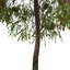 Set de Escobilla llorona o Árbol Melaleuca viminalis - 2 Árboles
