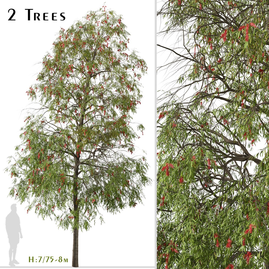 3D Set of Weeping bottlebrush or Melaleuca viminalis Tree - 2 Trees https://p.turbosquid.com/ts-thumb/1T/oYVsD4/h8/weepingbottlebrush1/jpg/1668352916/1920x1080/fit_q87/007a203760280767f9ed3165898de1d33e86f03f/weepingbottlebrush1.jpg