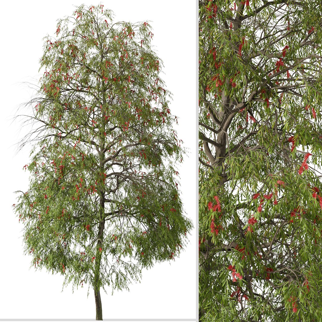 3D Set of Weeping bottlebrush or Melaleuca viminalis Tree - 2 Trees https://p.turbosquid.com/ts-thumb/1T/oYVsD4/lM/weepingbottlebrush4/png/1668353277/1920x1080/fit_q87/aad1966fc90bb92462751ab2a111c1405e829916/weepingbottlebrush4.jpg