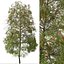 Set de Escobilla llorona o Árbol Melaleuca viminalis - 2 Árboles