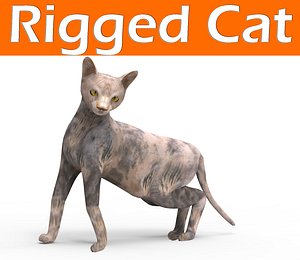 3D cat rigged model