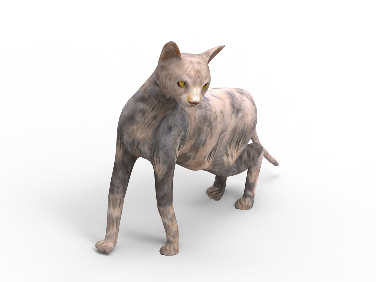3D Cat Rigged Model - TurboSquid 1198016