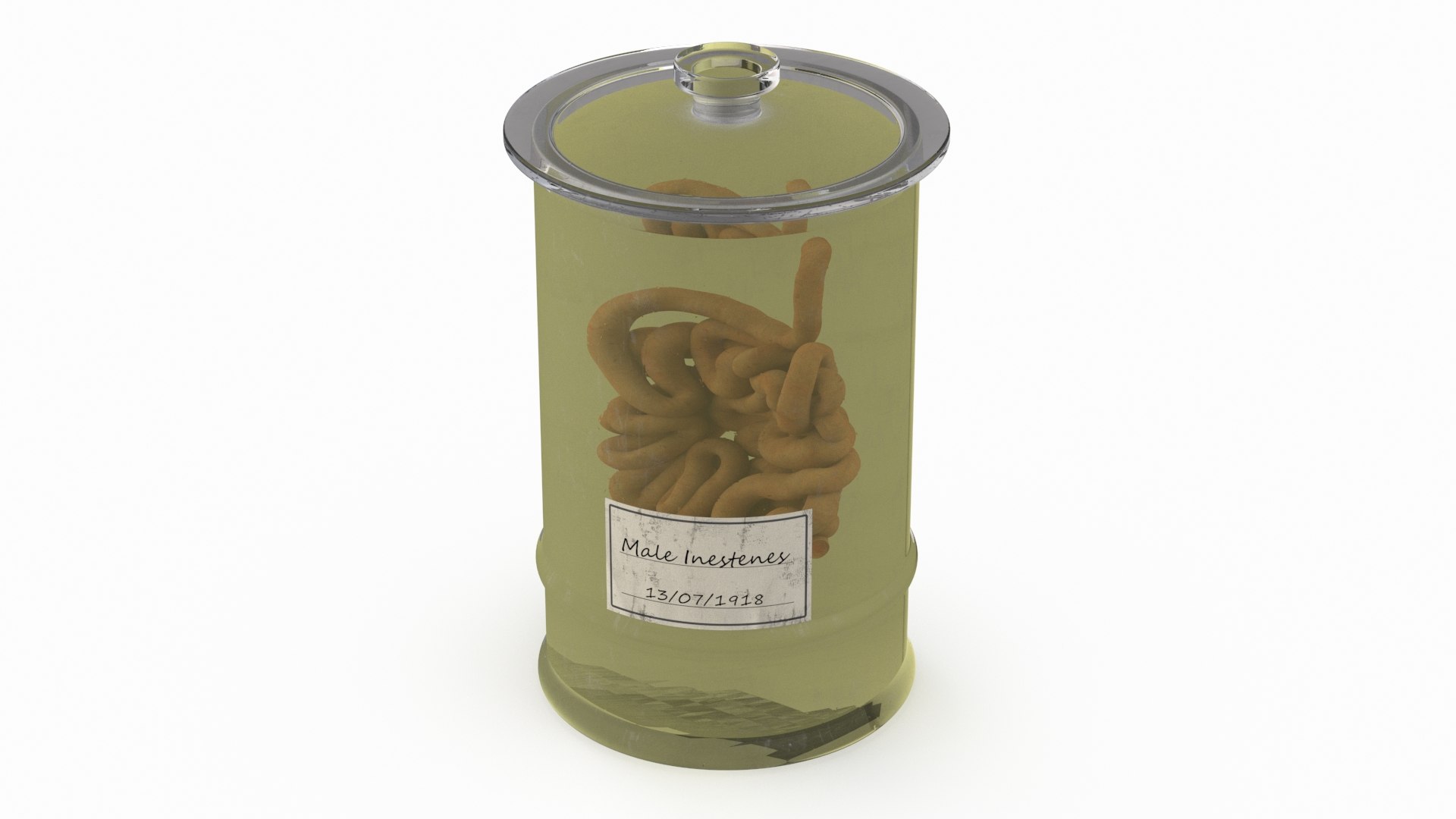 Human Small Intestine in Glass Jar 3D model preview