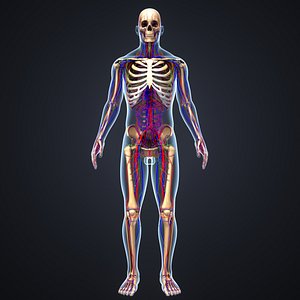 body skeleton arteries veins 3D
