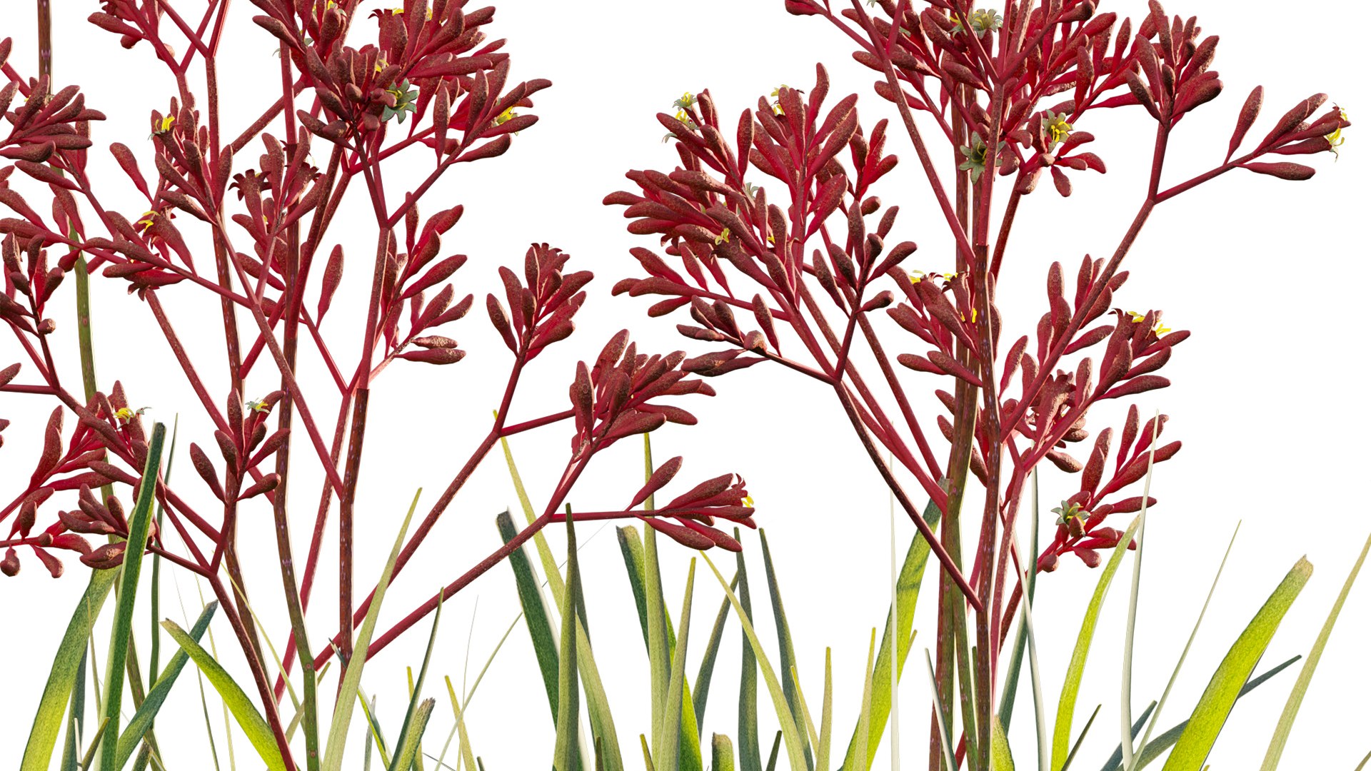 Anigozanthos flavidus - Kangaroo Paw 04 - GrowFX 3D model https://p.turbosquid.com/ts-thumb/1U/3ihOwK/NI/3dtree_anigozanthosflavidus_04_09/jpg/1749099187/1920x1080/fit_q87/caaa824ce10fee8182d4666e80327ef891612866/3dtree_anigozanthosflavidus_04_09.jpg