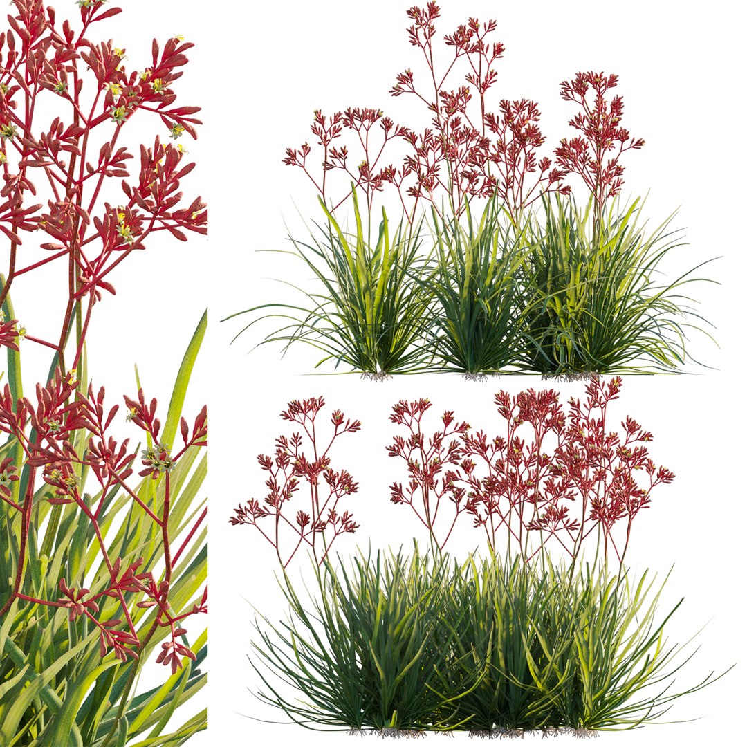 Anigozanthos flavidus - Kangaroo Paw 04 - GrowFX 3D model https://p.turbosquid.com/ts-thumb/1U/3ihOwK/Yz/3dtree_anigozanthosflavidus_04_01/jpg/1749099178/1920x1080/fit_q87/d8b7da0fe3eb2ad2e48d5bc179fc9acd540a3291/3dtree_anigozanthosflavidus_04_01.jpg