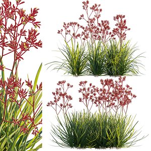 Anigozanthos flavidus - Kangaroo Paw 04 - GrowFX 3D model