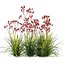 Anigozanthos flavidus - Kangaroo Paw 04 - GrowFX 3D model