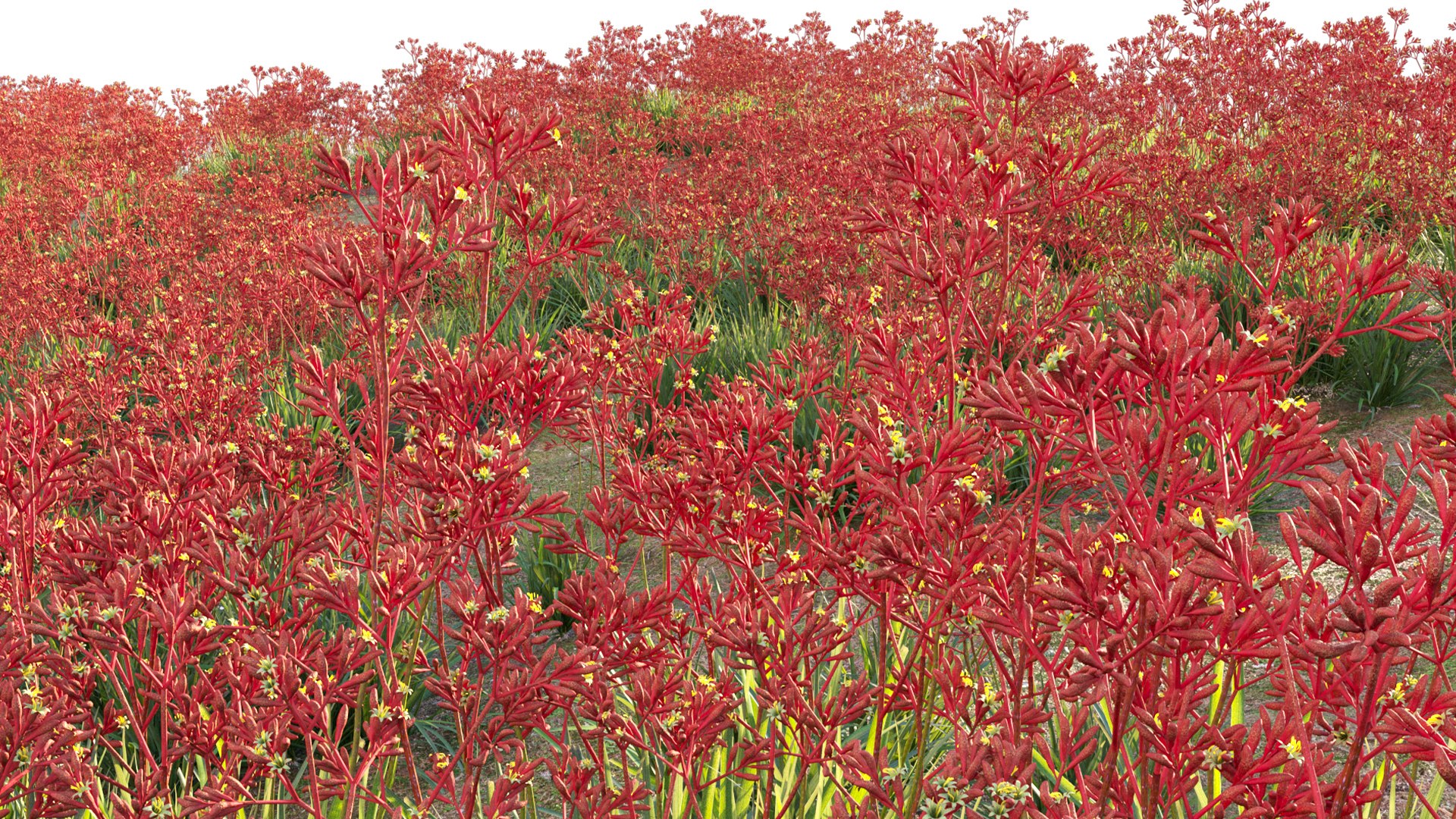 Anigozanthos flavidus - Kangaroo Paw 04 - GrowFX 3D model https://p.turbosquid.com/ts-thumb/1U/3ihOwK/fh/3dtree_anigozanthosflavidus_04_12/jpg/1749099188/1920x1080/fit_q87/f46a20433208055101f7c8a2c80ea645de28fe0e/3dtree_anigozanthosflavidus_04_12.jpg