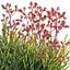 Anigozanthos flavidus - Kangaroo Paw 04 - GrowFX 3D model