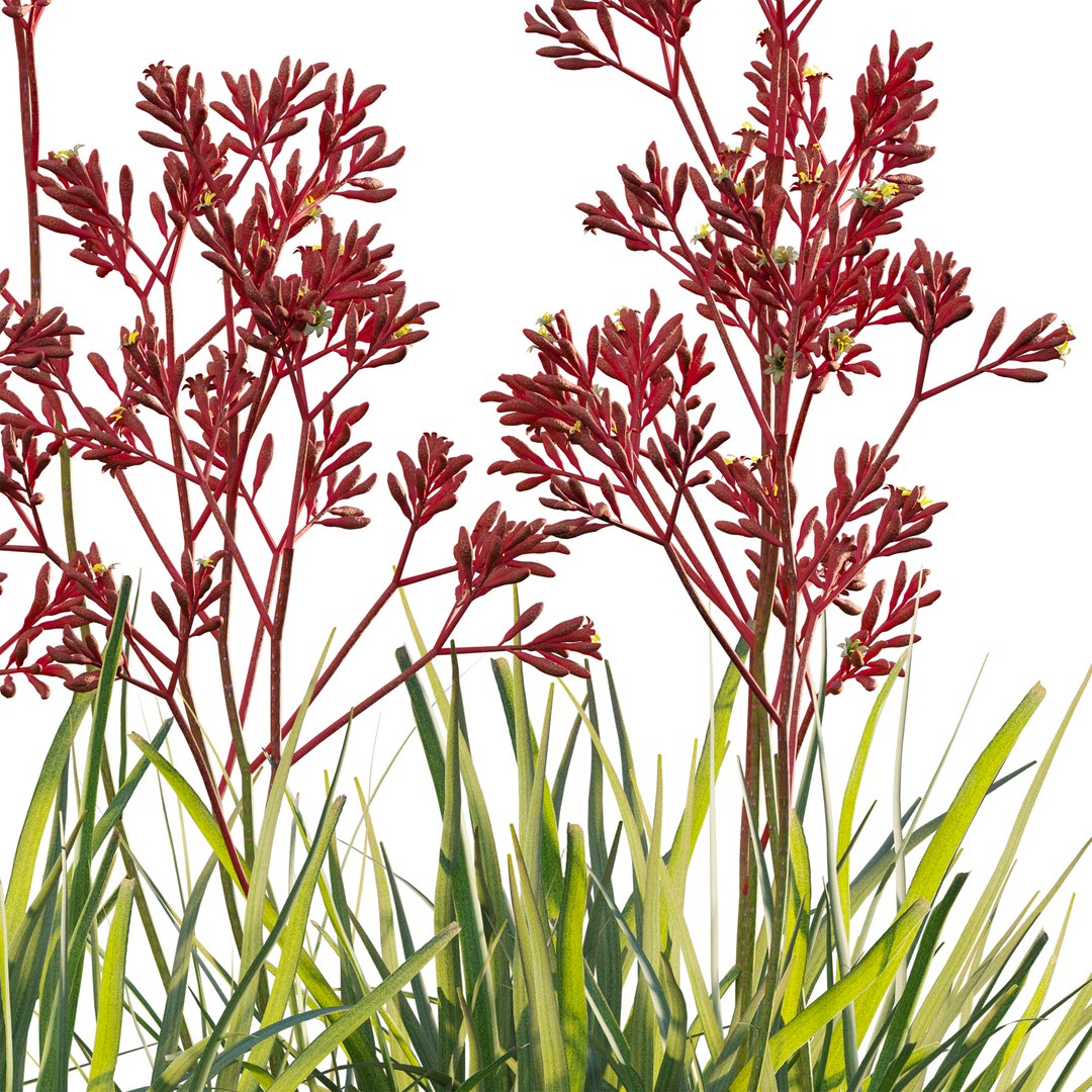 Anigozanthos flavidus - Kangaroo Paw 04 - GrowFX 3D model https://p.turbosquid.com/ts-thumb/1U/3ihOwK/vX/3dtree_anigozanthosflavidus_04_04/jpg/1749099179/1920x1080/fit_q87/f762aad0658013a2c51bd4e81670d6768508c980/3dtree_anigozanthosflavidus_04_04.jpg