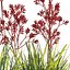 Anigozanthos flavidus - Kangaroo Paw 04 - GrowFX 3D model