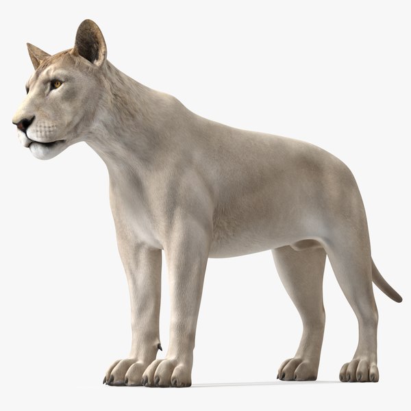 Young White Lion Rigged model