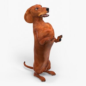 Upright Dachshund Dog Begging Pose Brown