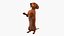 Upright Dachshund Dog Begging Pose Brown