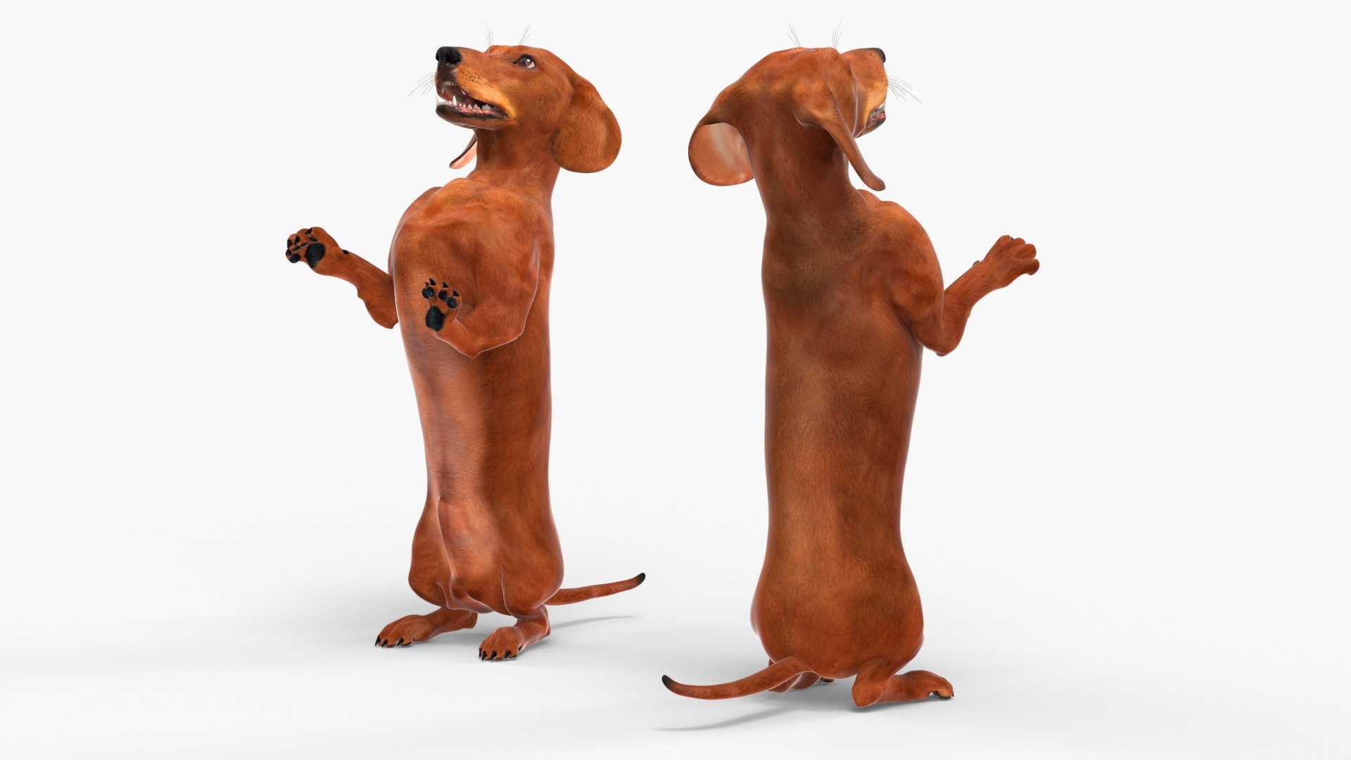 Upright Dachshund Dog Begging Pose Brown 3D model https://p.turbosquid.com/ts-thumb/1U/HD625A/vb/upright_dachshund_dog_begging_pose_brown_002/jpg/1756847806/1920x1080/fit_q87/1ef8d1cadde278188f584466eff9b139e9653f07/upright_dachshund_dog_begging_pose_brown_002.jpg