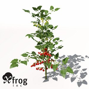 3d model xfrogplants cherry tomato plant