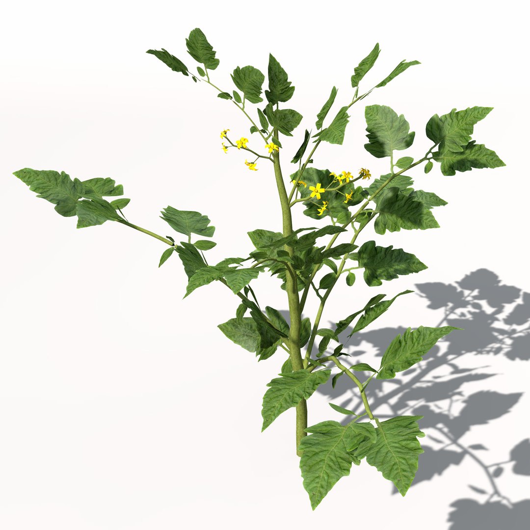 3d model xfrogplants cherry tomato plant https://p.turbosquid.com/ts-thumb/1U/HhJ0YG/C2ZJRler/hg18cherrytomato1/jpg/1462561456/1920x1080/fit_q87/a90eef6605f4d8ed72051edc6a25fada0285ec58/hg18cherrytomato1.jpg