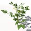 XfrogPlants樱桃番茄