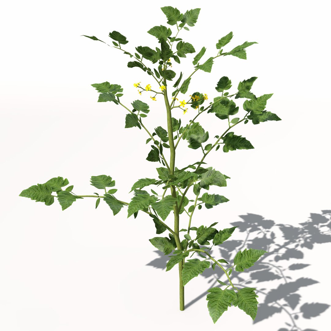 3d model xfrogplants cherry tomato plant https://p.turbosquid.com/ts-thumb/1U/HhJ0YG/Gf3vY1Ci/hg18cherrytomato2/jpg/1462561456/1920x1080/fit_q87/1d0fd473eb65cbbfe8b538d34cbad12283dd096b/hg18cherrytomato2.jpg