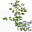 XfrogPlants樱桃番茄