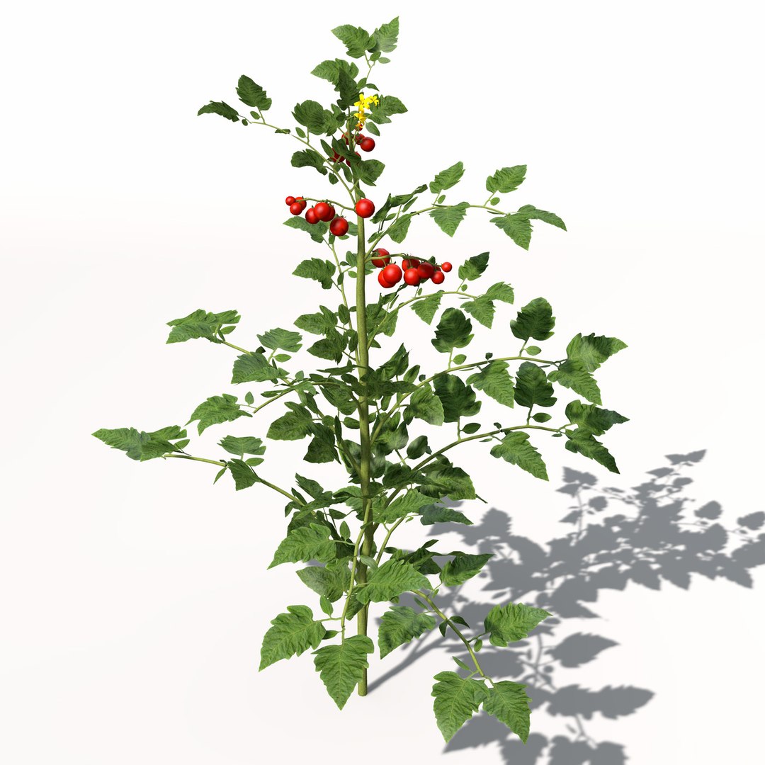 3d model xfrogplants cherry tomato plant https://p.turbosquid.com/ts-thumb/1U/HhJ0YG/UwJ2WfO3/hg18cherrytomato7/jpg/1462561456/1920x1080/fit_q87/47ffc9be56bb8bc63cb70c89cf4d3e0e9cb6a84d/hg18cherrytomato7.jpg