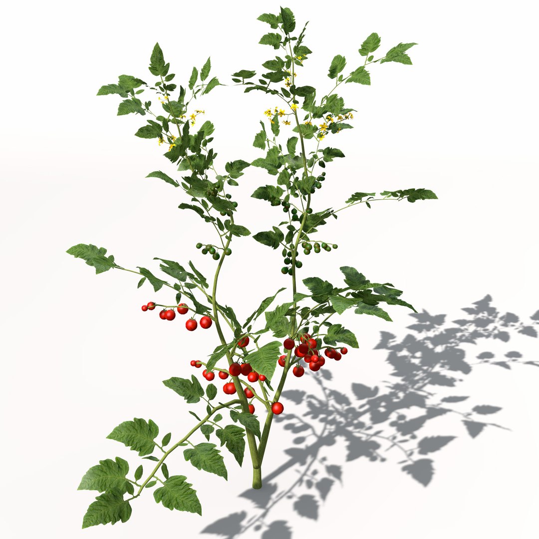 3d model xfrogplants cherry tomato plant https://p.turbosquid.com/ts-thumb/1U/HhJ0YG/Z8CU53Hr/hg18cherrytomato8/jpg/1462561456/1920x1080/fit_q87/2b28d93ffd1b53823f5d9c6b01707bc02611ef1f/hg18cherrytomato8.jpg