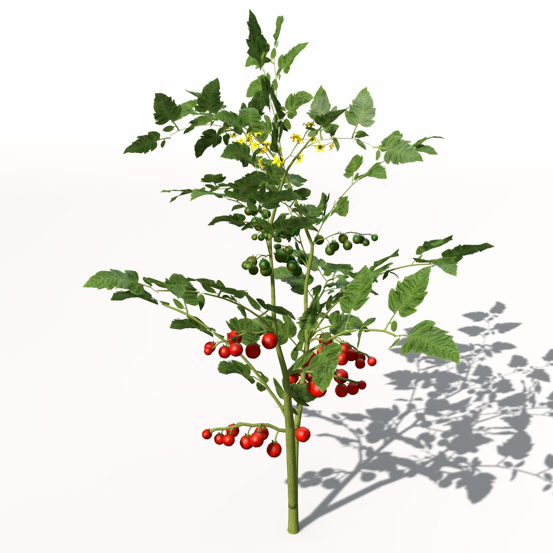 3d model xfrogplants cherry tomato plant https://p.turbosquid.com/ts-thumb/1U/HhJ0YG/cCKoJOss/hg18cherrytomato6/jpg/1462561456/1920x1080/fit_q87/43aaa85013e6a4d9b0d1baf9a4e6011e9ea69963/hg18cherrytomato6.jpg