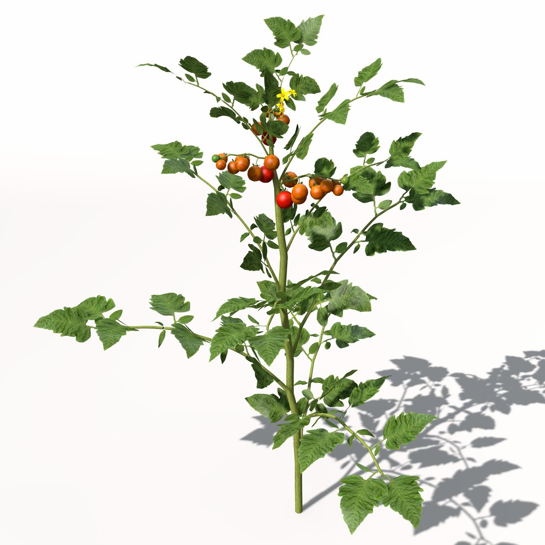 3d model xfrogplants cherry tomato plant https://p.turbosquid.com/ts-thumb/1U/HhJ0YG/j4ej59Vy/hg18cherrytomato4/jpg/1462561456/1920x1080/fit_q87/7802cfbf6308dfbced14b4c80bfaab0edfd1c62f/hg18cherrytomato4.jpg