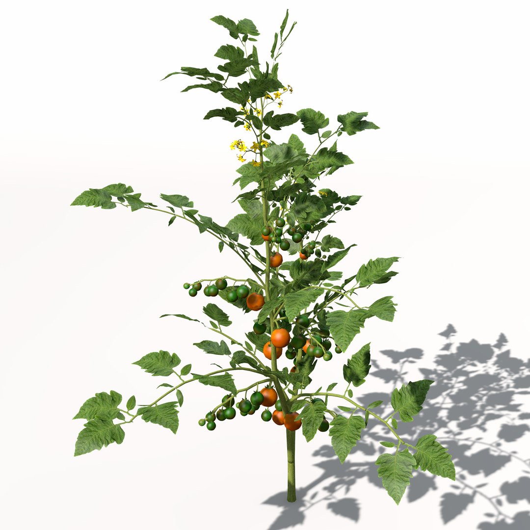 3d model xfrogplants cherry tomato plant https://p.turbosquid.com/ts-thumb/1U/HhJ0YG/zcCqFLmx/hg18cherrytomato3/jpg/1462561456/1920x1080/fit_q87/094e3875a188e2bb83c76bb899a7db4d2d62acfc/hg18cherrytomato3.jpg