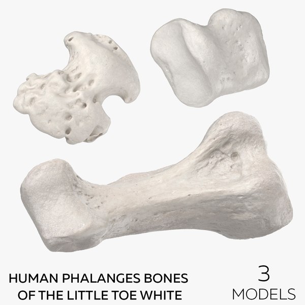 Human Phalanges Bones of the Little Toe White - 3 models 3D model