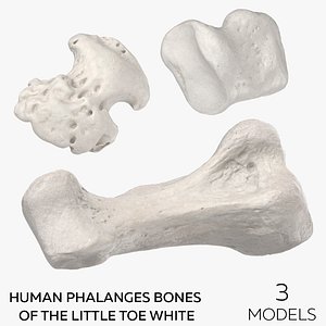 Human Phalanges Bones of the Little Toe White - 3 models