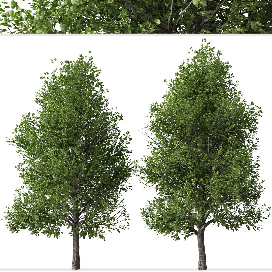 3D Set Of Pyrus Calleryana Or Callery Pear Trees Model - TurboSquid 1968348