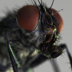 3d model housefly 7