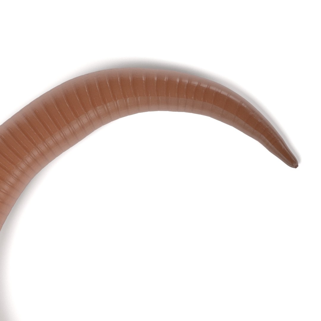 3d Model Roundworm Ascaris Lumbricoides