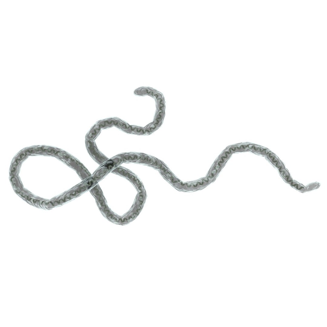 3d ebola virus https://p.turbosquid.com/ts-thumb/1U/bKozQW/u5H713wA/ebolavirus1/jpg/1406893025/1920x1080/fit_q87/a4f559c38182d4728d3b25bcfdd1eec824609390/ebolavirus1.jpg