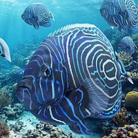 Juvenile Emperor Angelfish Swim Animated Rigged For Maya