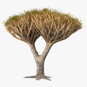 Dragon Tree