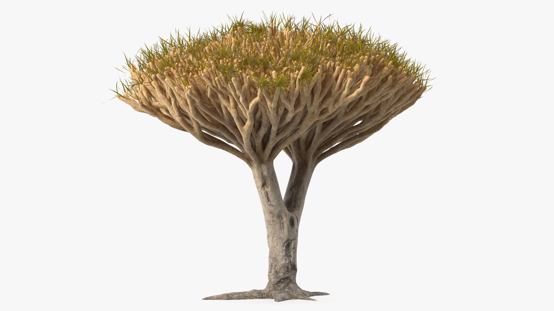 3D Dragon Tree - TurboSquid 1740585