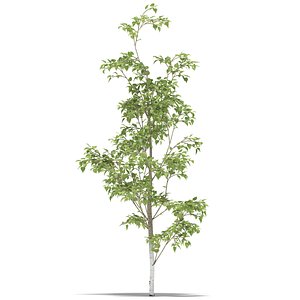 fbx birch