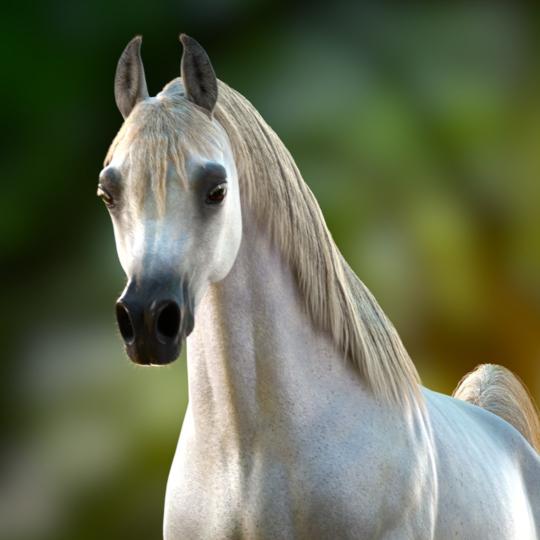 3D Arabian Horse Rig https://p.turbosquid.com/ts-thumb/1V/0oKbBE/5D/preview2/png/1730049886/1920x1080/fit_q87/07a6ccfa0bf862463d7f3752de4b25c992dbb355/preview2.jpg