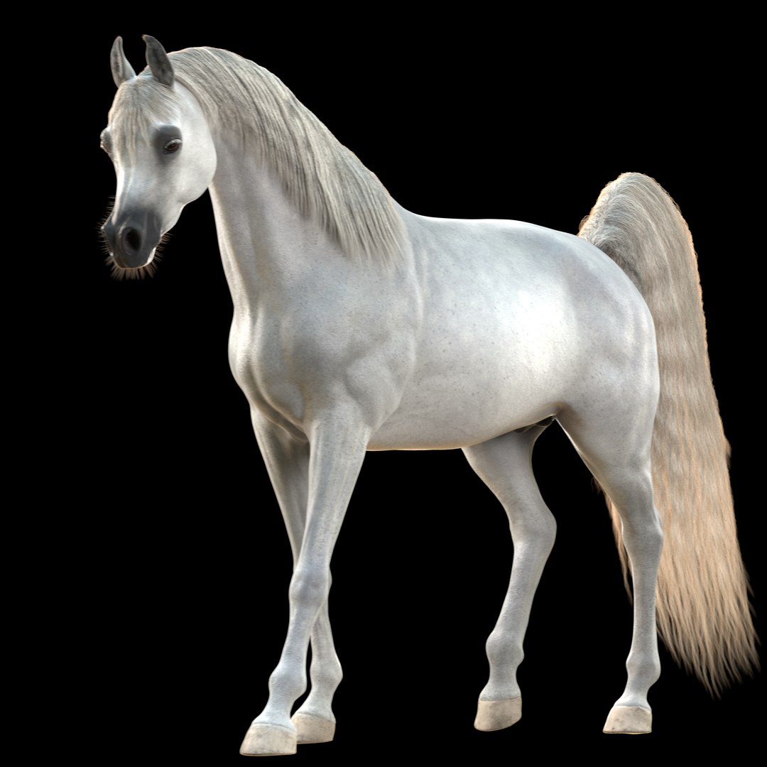 3D Arabian Horse Rig https://p.turbosquid.com/ts-thumb/1V/0oKbBE/xZ/preview5/png/1730049899/1920x1080/fit_q87/3f125798321e24d8e49370ac018842a6c1db5f77/preview5.jpg