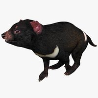 Tasmanian Devil Pose 1