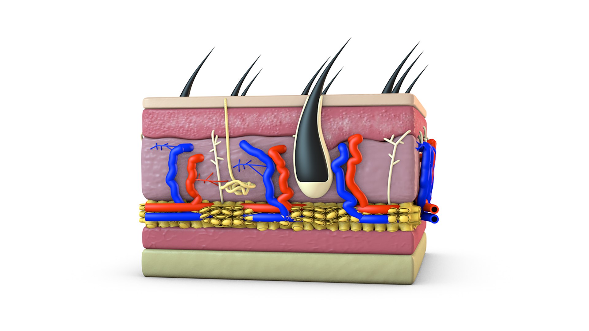 3D model Skin Cross Section - TurboSquid 2162109