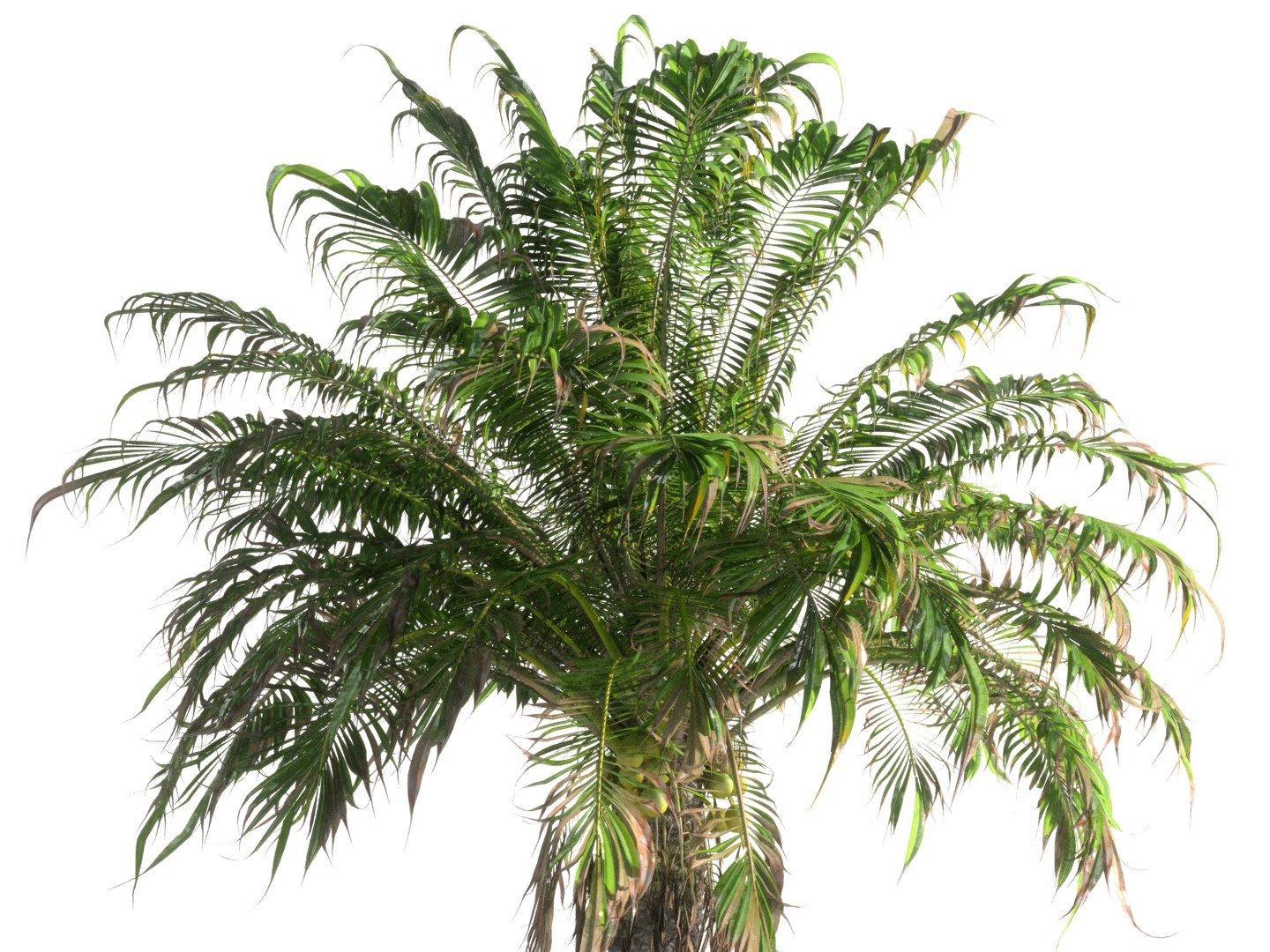3D coconut palm pack 4 https://p.turbosquid.com/ts-thumb/1V/AkBcLI/47r3t4eL/66756756778/jpg/1546524001/1920x1080/fit_q87/9332fbab66b1b7954d7a348ea4d1d3ec05d3d375/66756756778.jpg