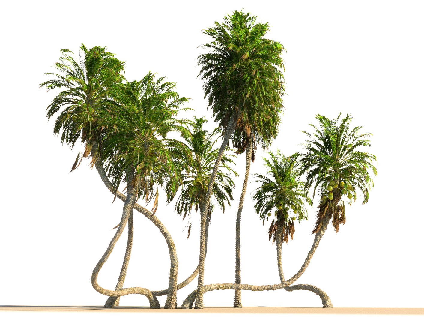 3D Coconut Palm Pack 4 - TurboSquid 1362939