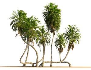 3D coconut palm pack 4