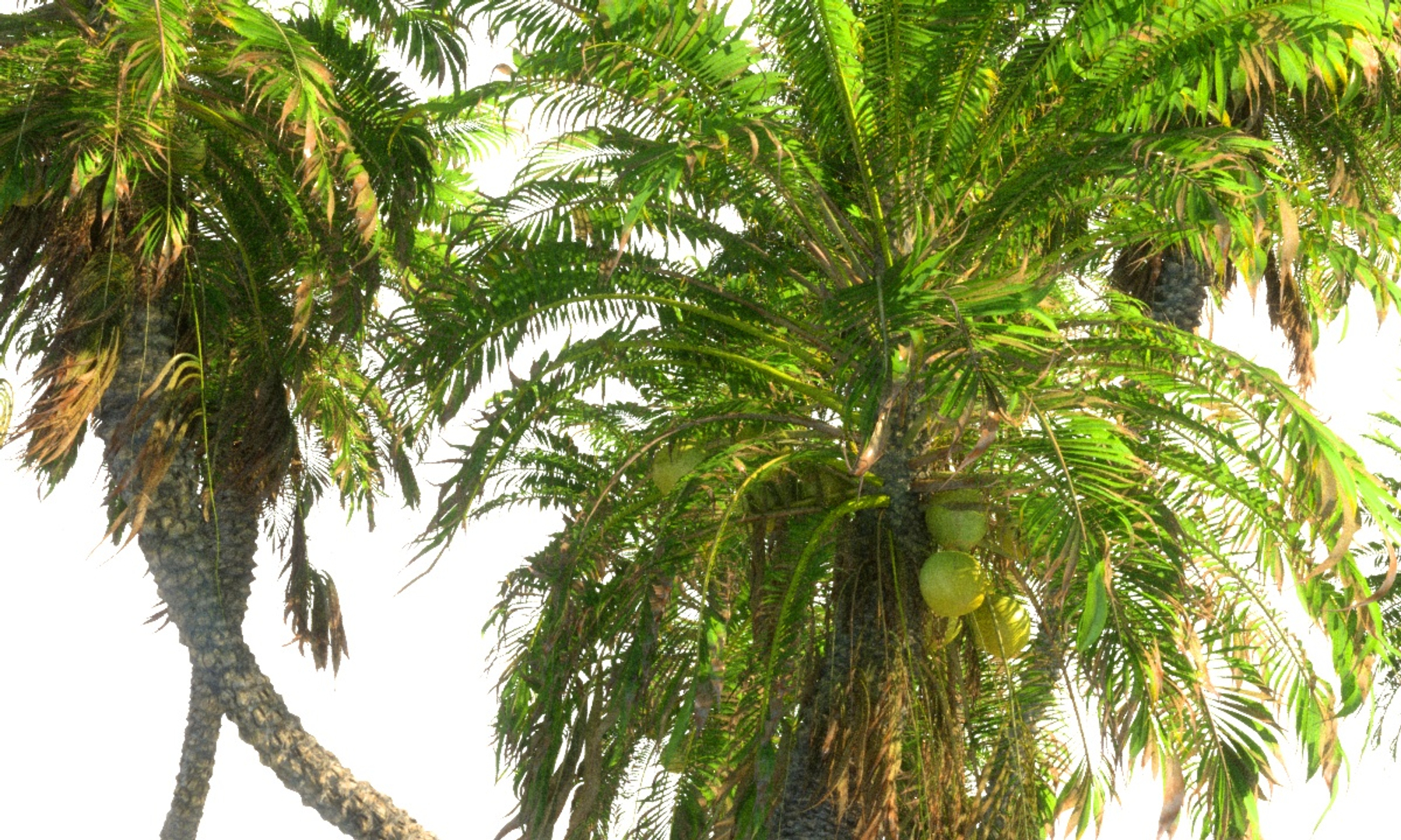 3D coconut palm pack 4 https://p.turbosquid.com/ts-thumb/1V/AkBcLI/GS0Q4rQv/0000/jpg/1546555126/1920x1080/turn_fit_q99/2179c6884b2ad63f73d13a612a0a79435e324a86/0000-1.jpg
